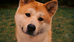2018 o Ano do Cachorro 犬