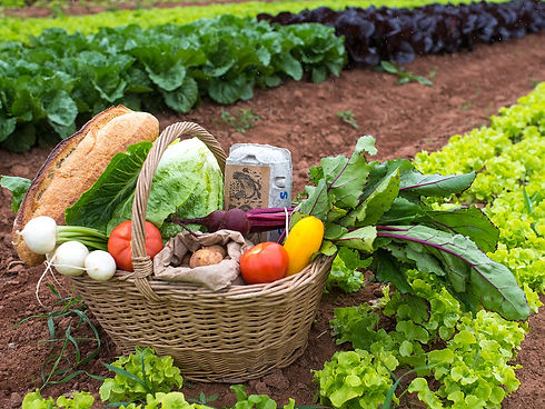 CSA basket Community Supported Agriculture Organic Farm Farming Field