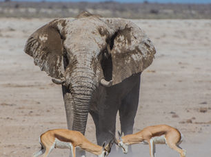 Experiencing Luxury Safari Adventures