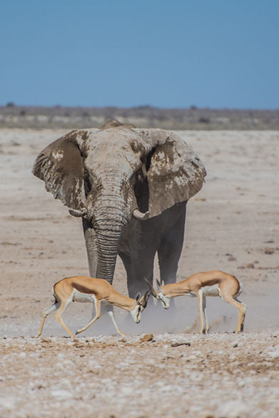 Elephant And Antelopes