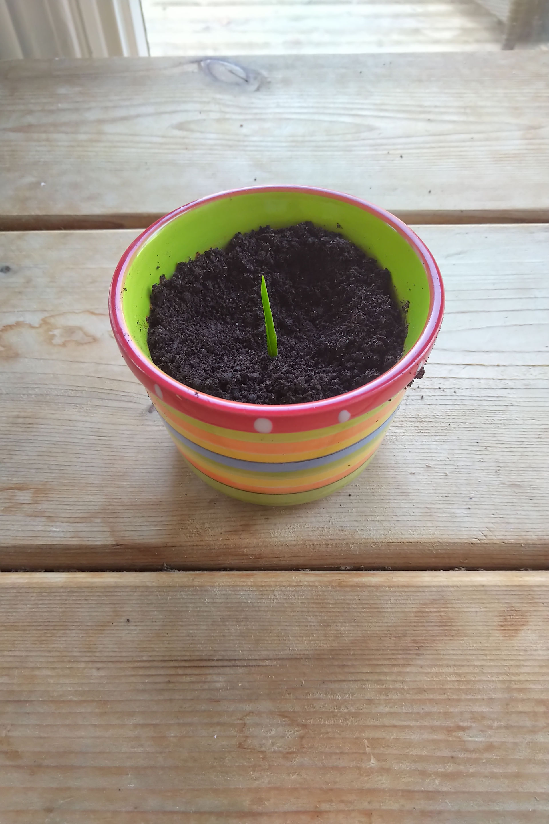 A tiny sprout from the seed.