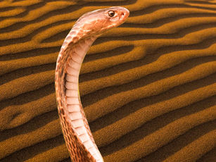 Exaltation of the Holy Cross (Ages 9-12): Time To Become