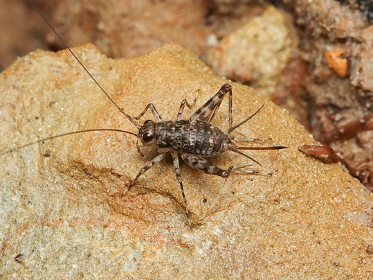 マングローブスズ