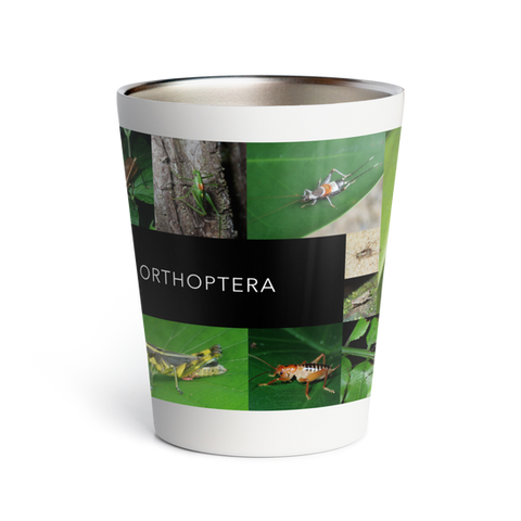 ORTHOPTERA　サーモタンブラー