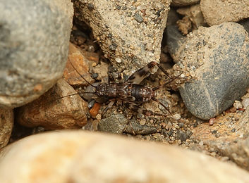 カワラスズ終齢幼虫