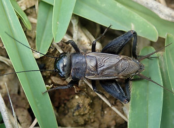 マメクロコオロギ