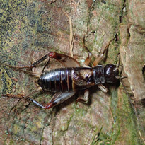 クチキコオロギ