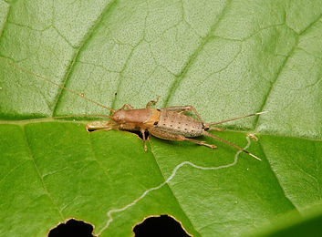 イソカネタタキ