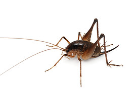 コノシタウマ♀