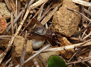 コガタコオロギ