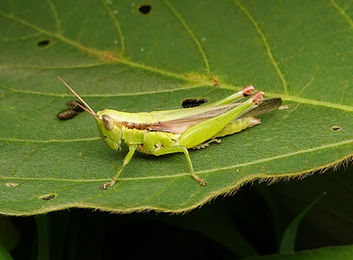 コバネイナゴ♀