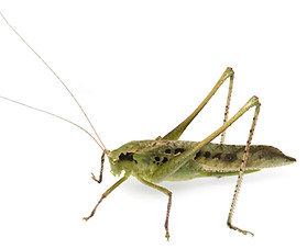 キリギリス類 | 直翅類.jp