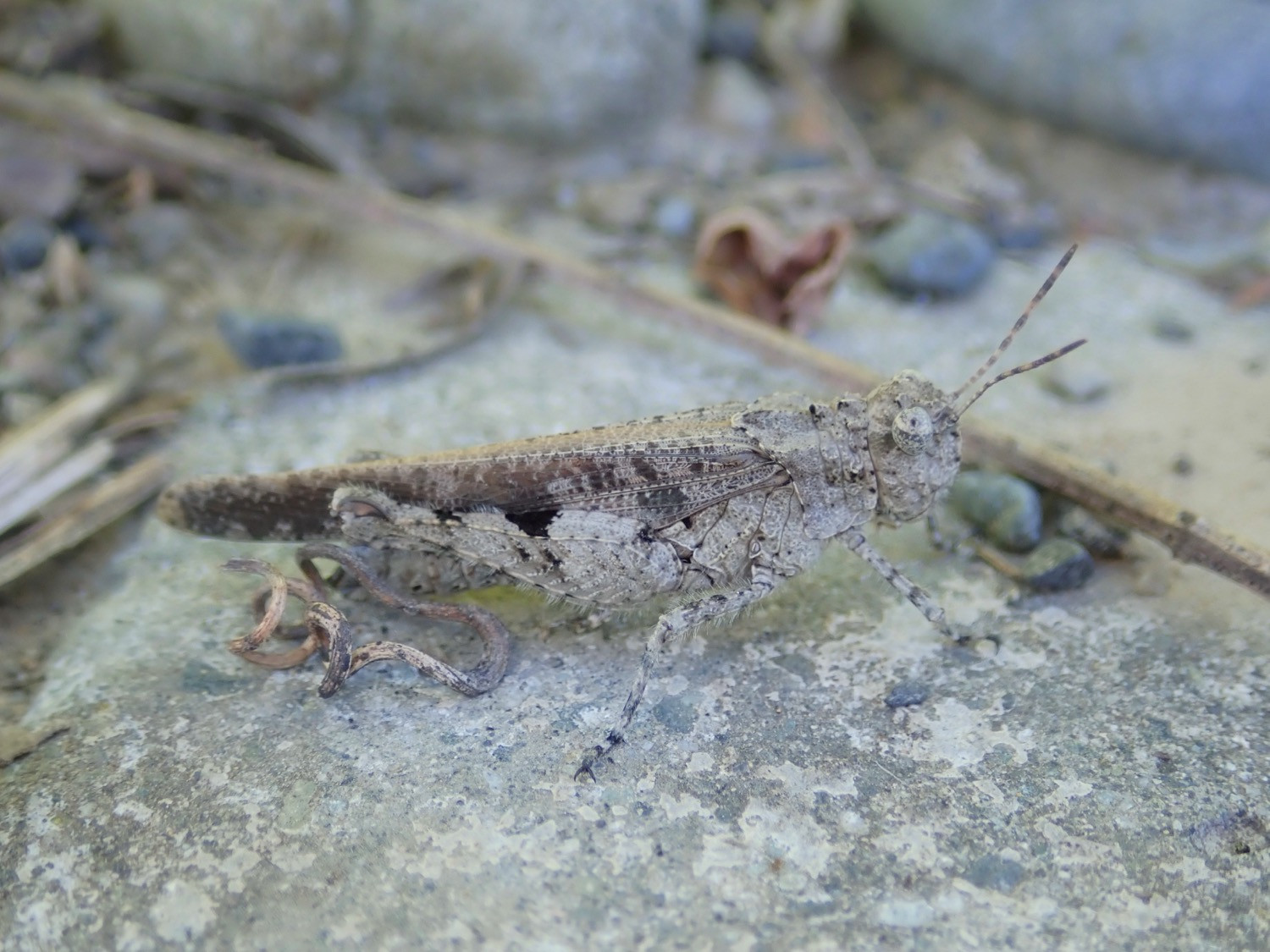 イボバッタ 直翅類 Jp イボバッタ 直翅類 Jp