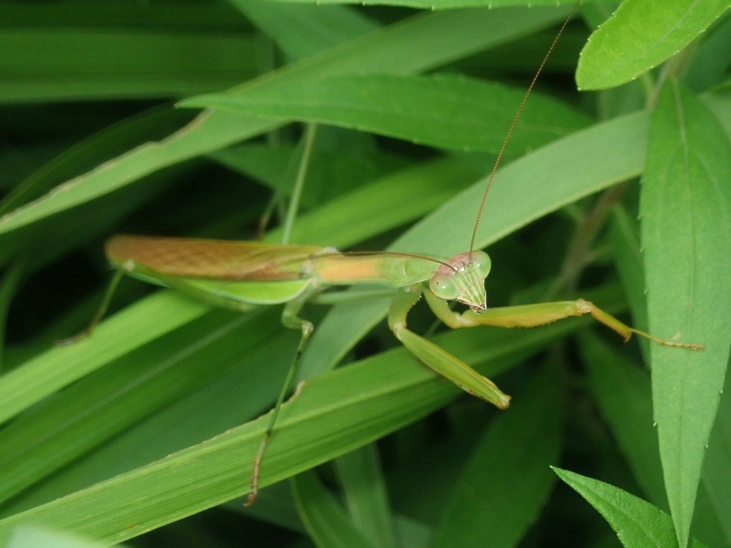 オオカマキリ 直翅類 Jp オオカマキリ 直翅類 Jp