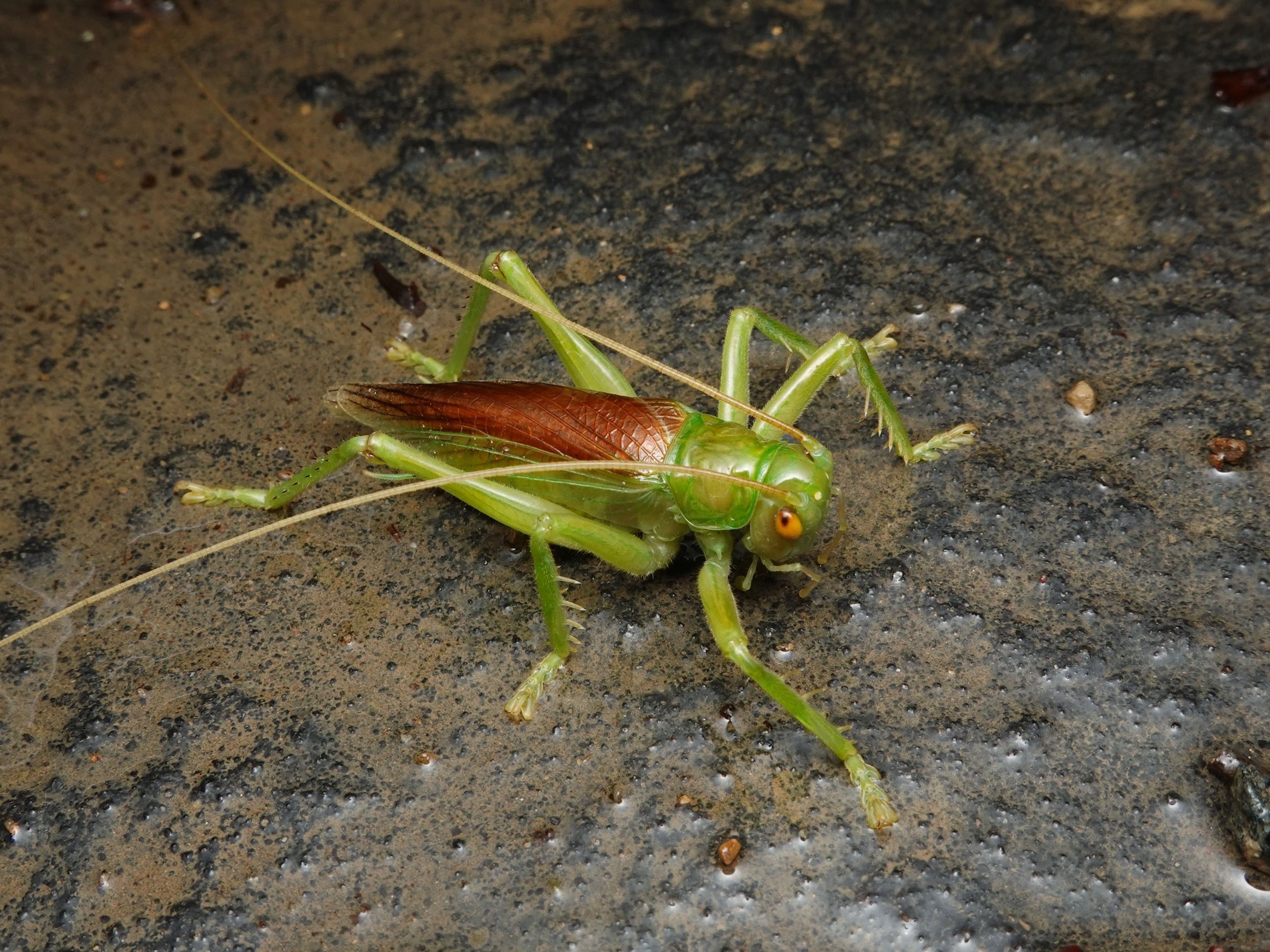 コロギス｜直翅類.jp