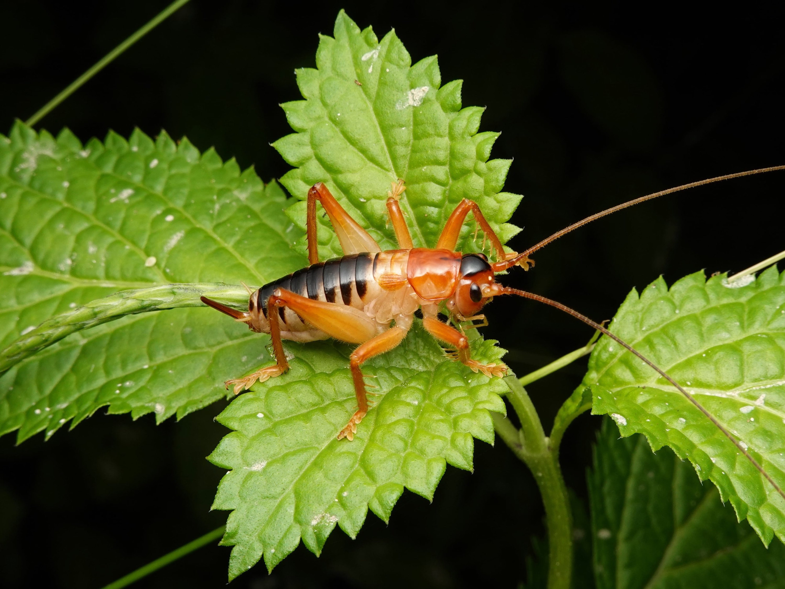 昆虫標本 直翅目標本セット売り バッタ、キリギリス、コロギス 【公式