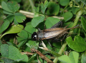 マメクロコオロギ