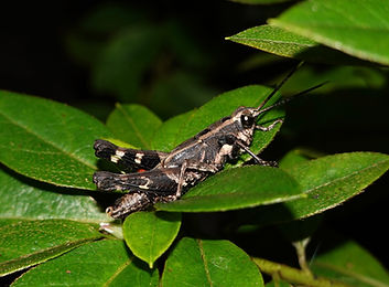 オキナワモリバッタ
