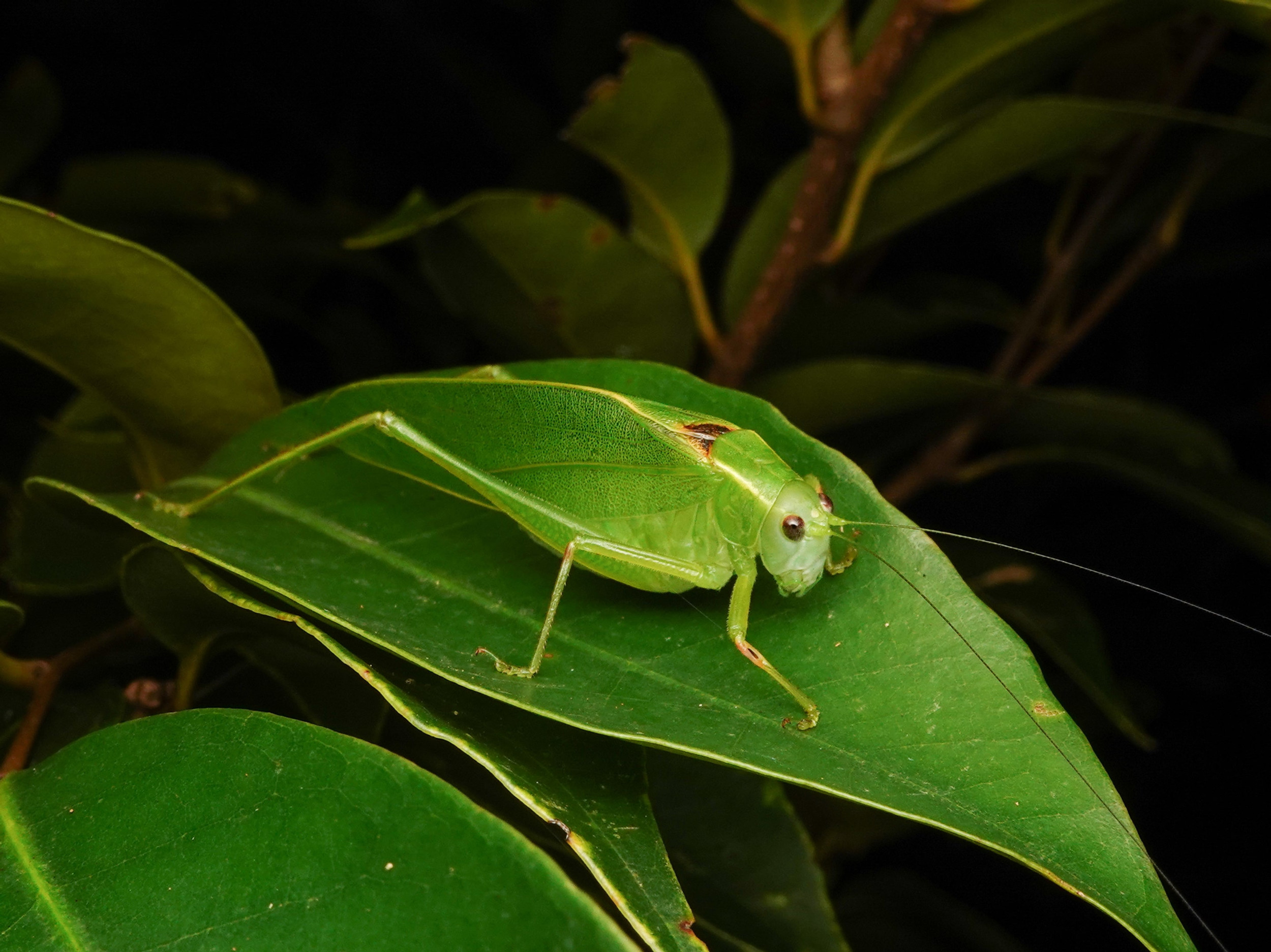 7324b2_e82165c910804246a96ce17