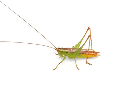 コバネササキリ♂