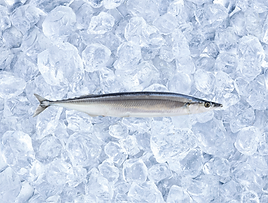 PACIFIC SAURY.png