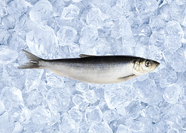 HERRING.png
