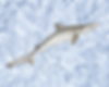 Untitled design (19) (1).png