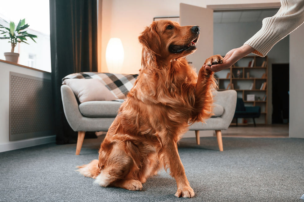 Dog Training