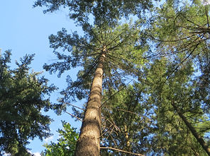 pindouglas-162346.jpg