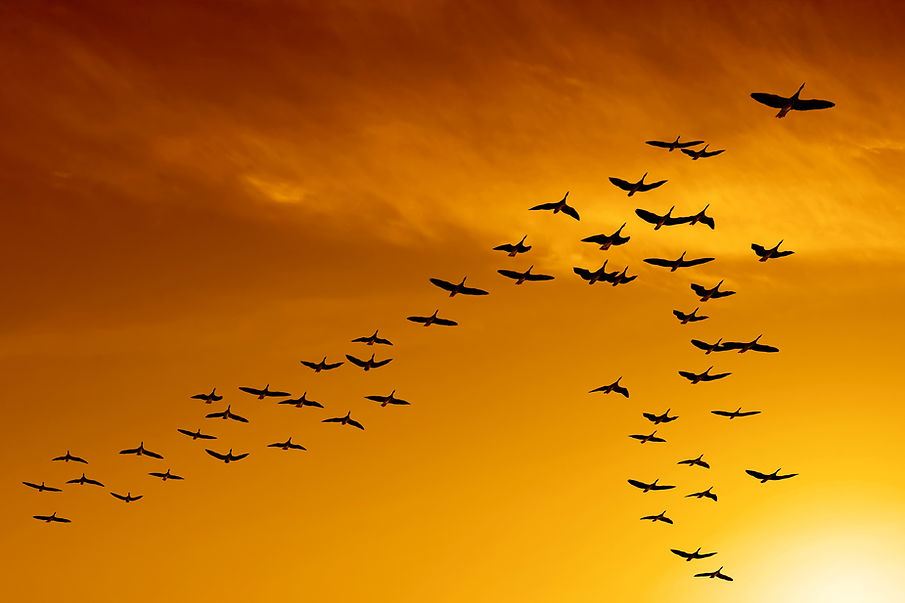 Envolée d'oiseau