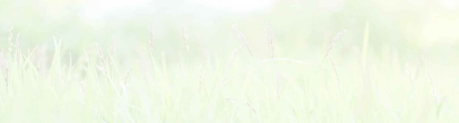 Herbe