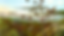 Gromme_DistantThunder_HR_25percent