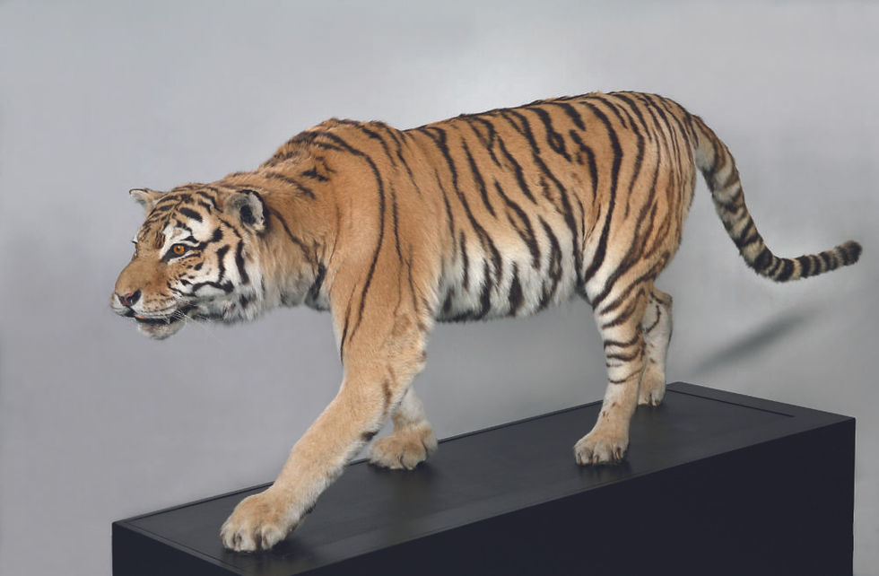 Tiger läuft auf schwarzem Podest vor hellem Hintergrund.