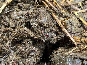 Small Redworm. The hidden parasite that can carry serious risk.