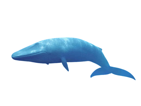 Blue_whale-removebg-preview