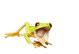 Careguides_Agalychnis_callidryas9-1400x971-removebg-preview.png