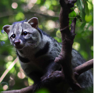 Kopi Luwak: Expensive Poop Coffee