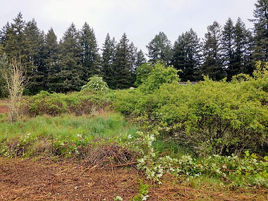 Over grown invasive species before land clearing and fire fuels reduction