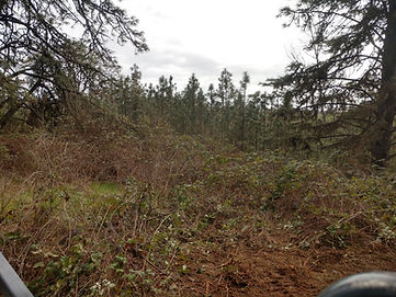 Overgrown under brush, fire fuels and blackberry briars
