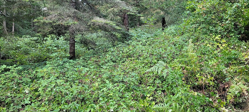 Why wait until summer to clear underbrush? Reduce fire fuels before fire season comes, don't wait until its too late.
