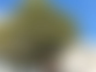 図書館イベント