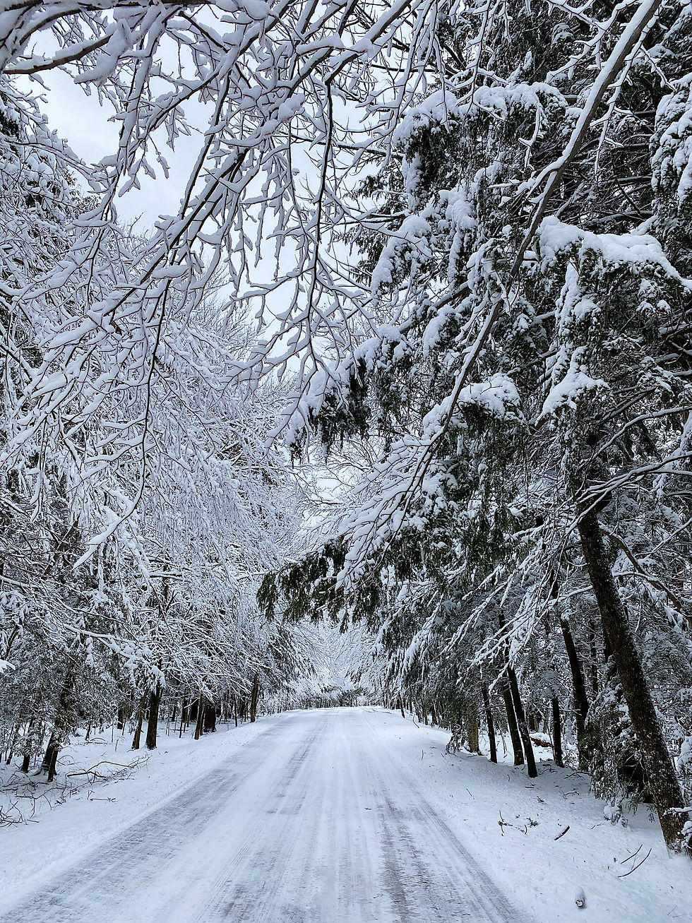 road through a snow covered forest