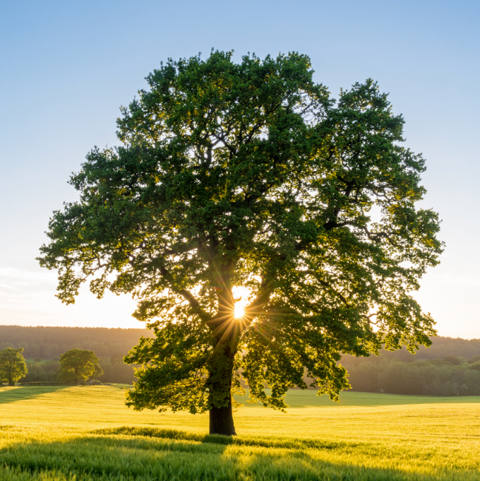 Sycamore Tree