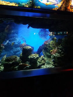 17992218_1198891450236522_2662901633266618069_n