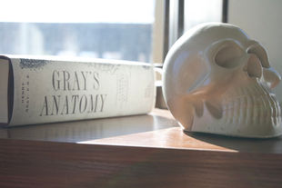 A robust and detailed white concrete skull model