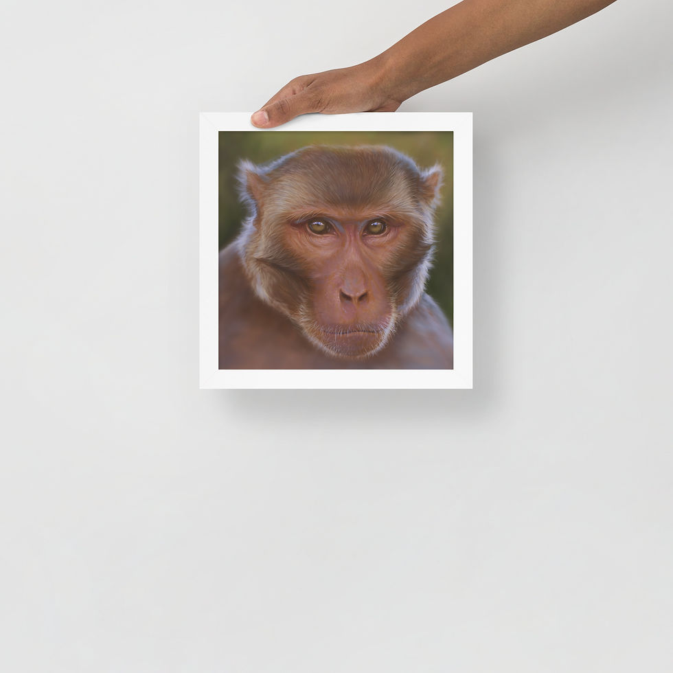 Thumbnail: Rhesus Macaque — Framed Fine Art Poster