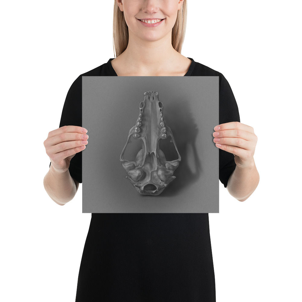 Common Raccoon Skull (Ventral View) — Fine Art Poster