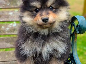 Why School Holidays Aren't the Best Time to Welcome a Puppy