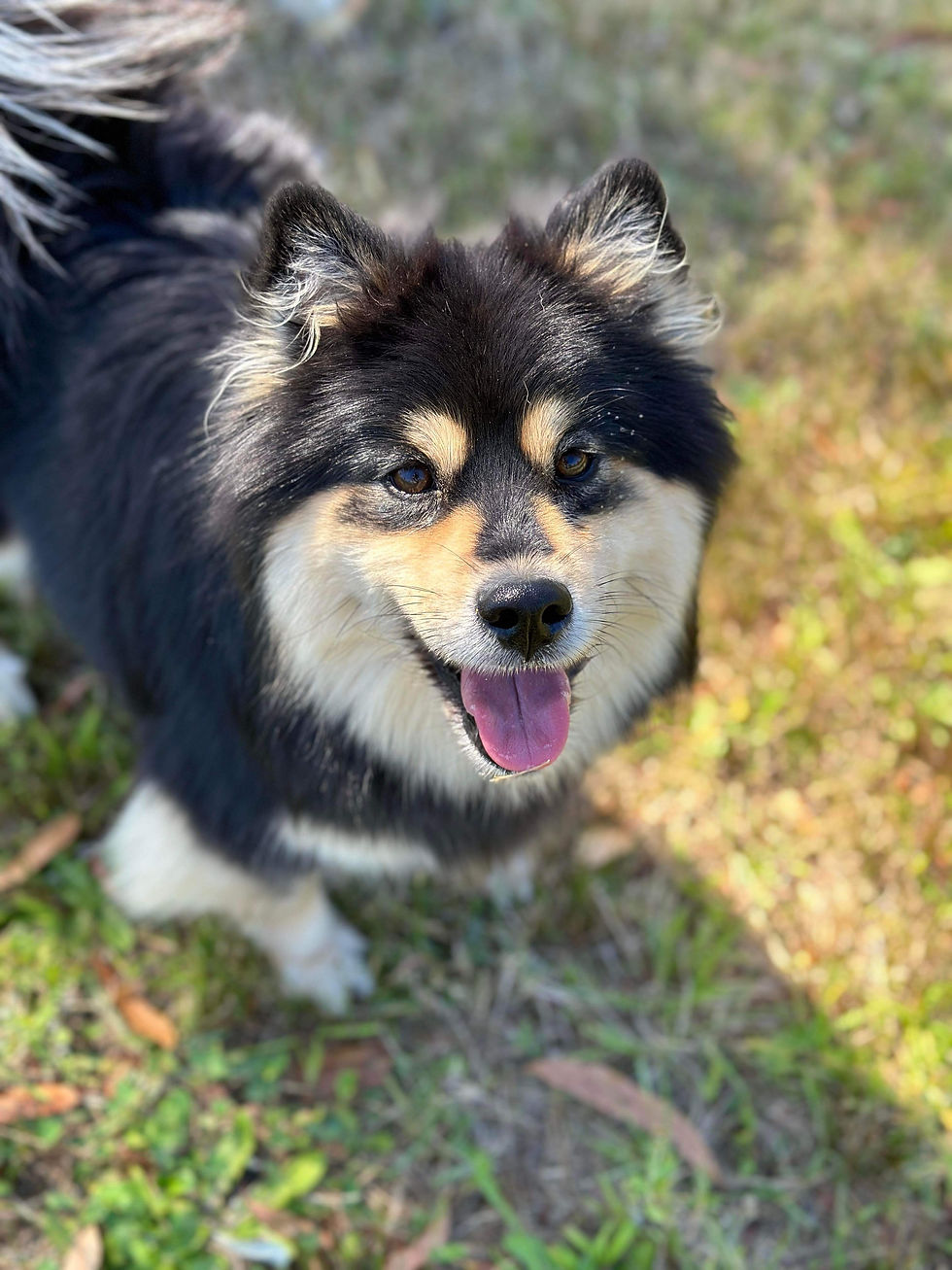 Nala3
