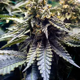 Emerald OG x Grandaddy Purple